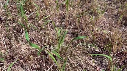 アジアンエンジェル 20029